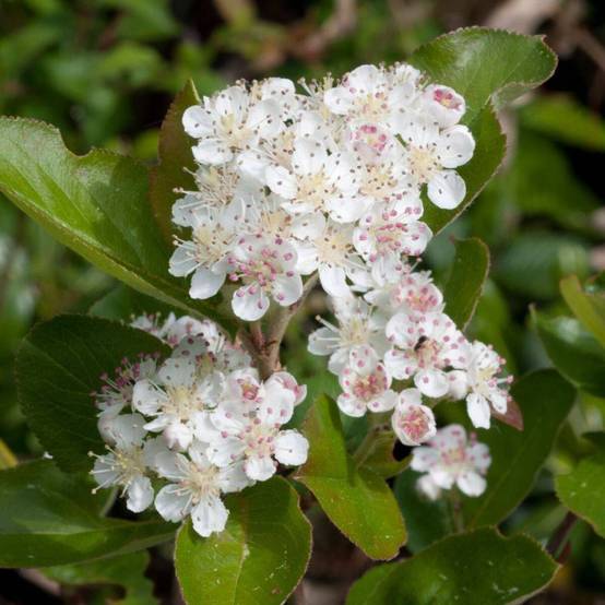 Aronie à feuilles d'arbousier Brilliant, Aronia à fleurs Blanche - feuillage Persistant - Pot de 3L - 20/40 cm- hauteur à maturité De 1,00 m à 1,50 m - Image 4