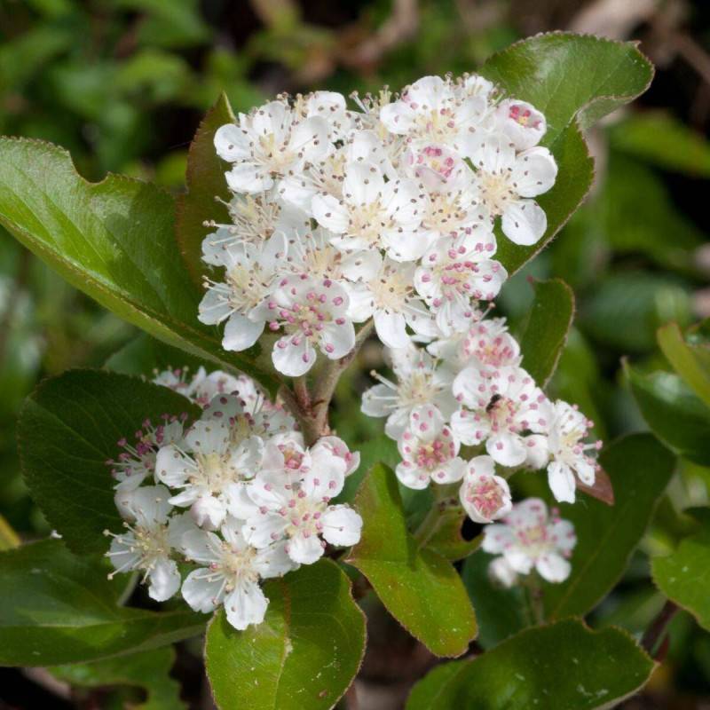 Aronie à feuilles d'arbousier Brilliant, Aronia à fleurs Blanche - feuillage Persistant - Pot de 3L - 20/40 cm-  hauteur à maturité De 1,00 m à 1,50 m - Image 4