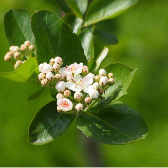 Aronie à feuilles d'arbousier Brilliant, Aronia à fleurs Blanche - feuillage Persistant - Pot de 3L - 20/40 cm- hauteur à maturité De 1,00 m à 1,50 m - Image 3