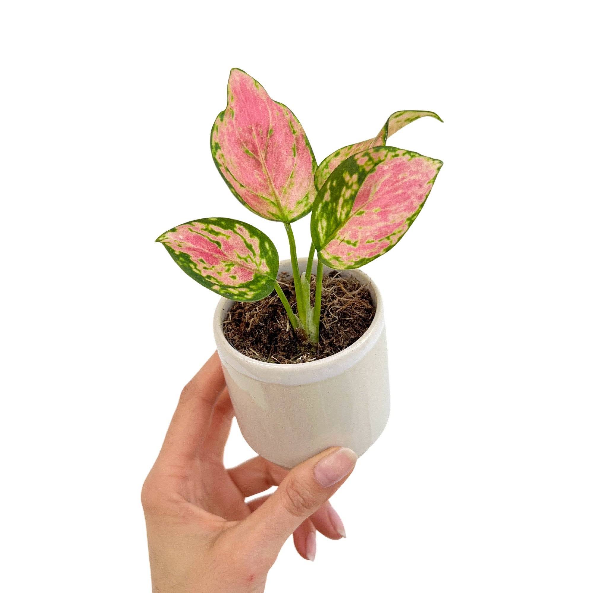 Aglaonema Pink Star - Pot de 6cm - Plantes d'intérieur
