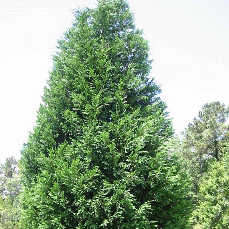 Promesse de Fleurs - Cupressocyparis x leylandii Oger - Cyprès de Leyland Pot de 2L/3L