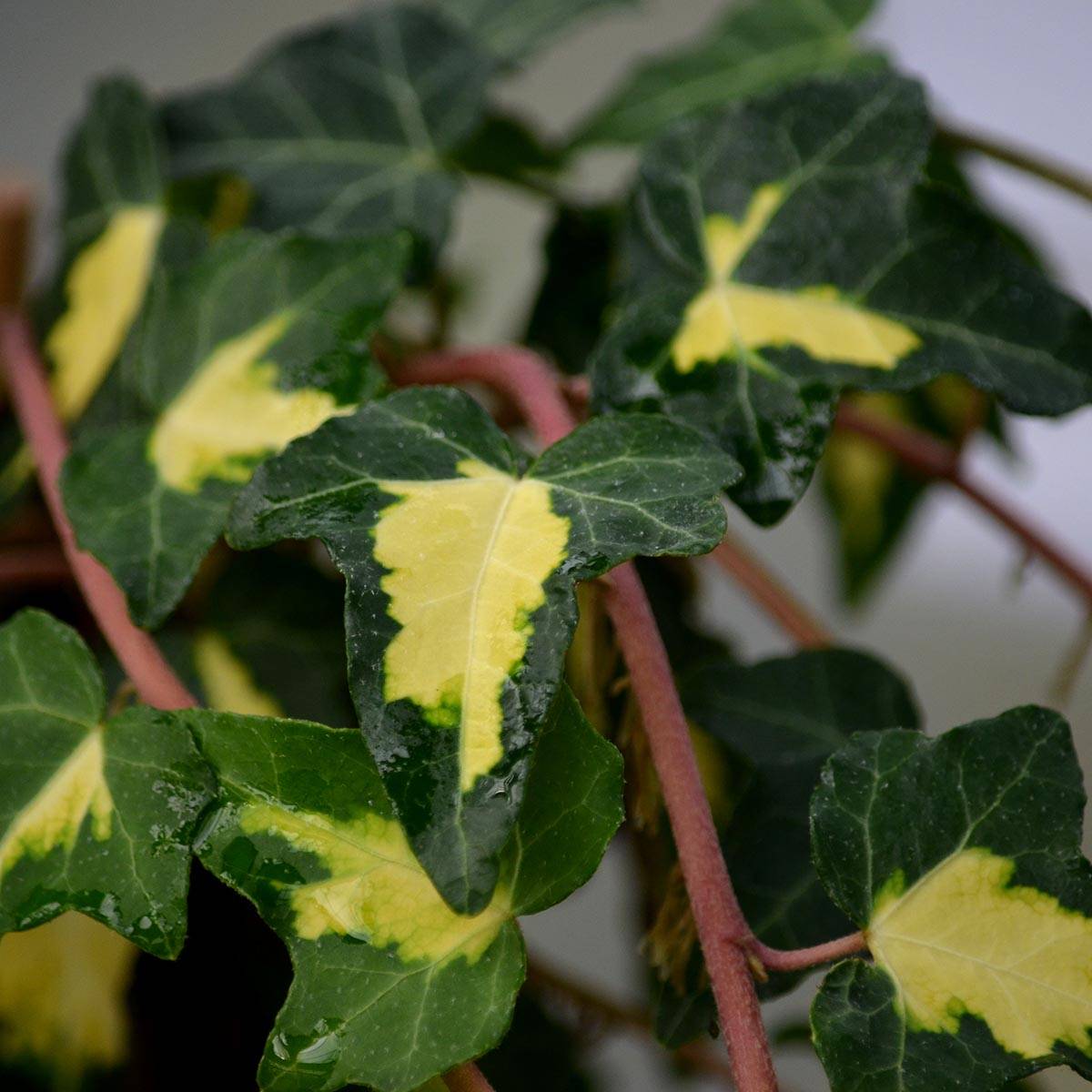 Promesse de Fleurs - Lierre commun - Hedera helix Goldheart Pot de 1,5L/2L
