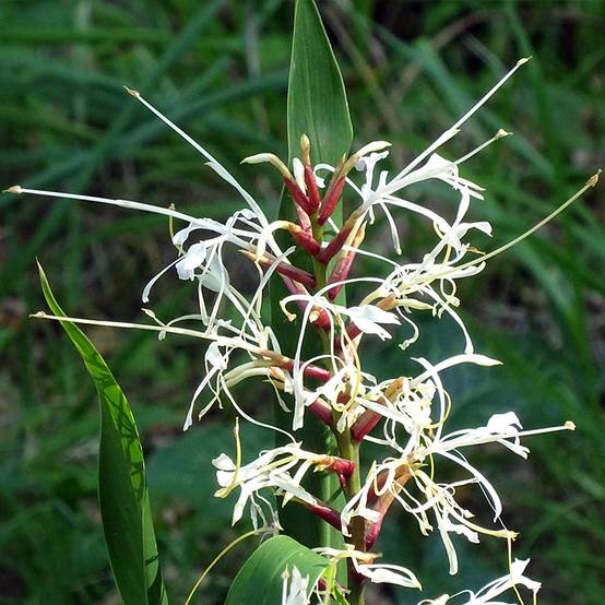 Hedychium villosum var. tenuiflorum - Gingembre d'ornement Pot de 3L/4L