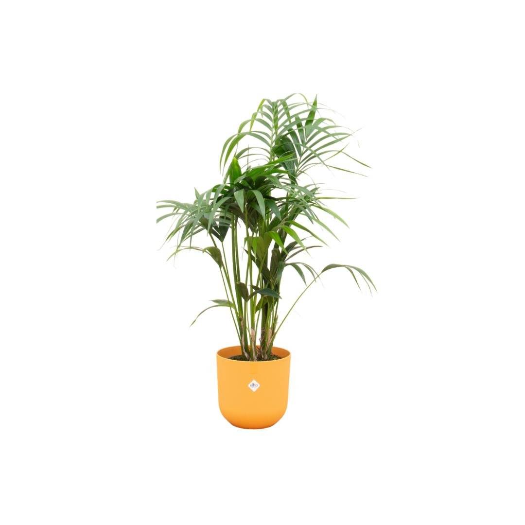La Green Touch - Palmier Kentia 160cm et son pot- La Green Touch Jaune 26cm - Hauteur 160cm