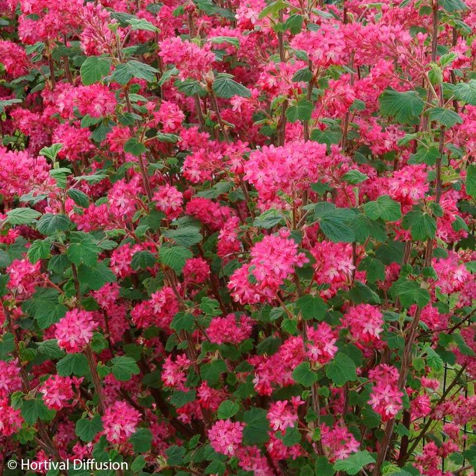 Groseillier à fleurs - Ribes sanguineum Red Bross Pot de 2L/3L