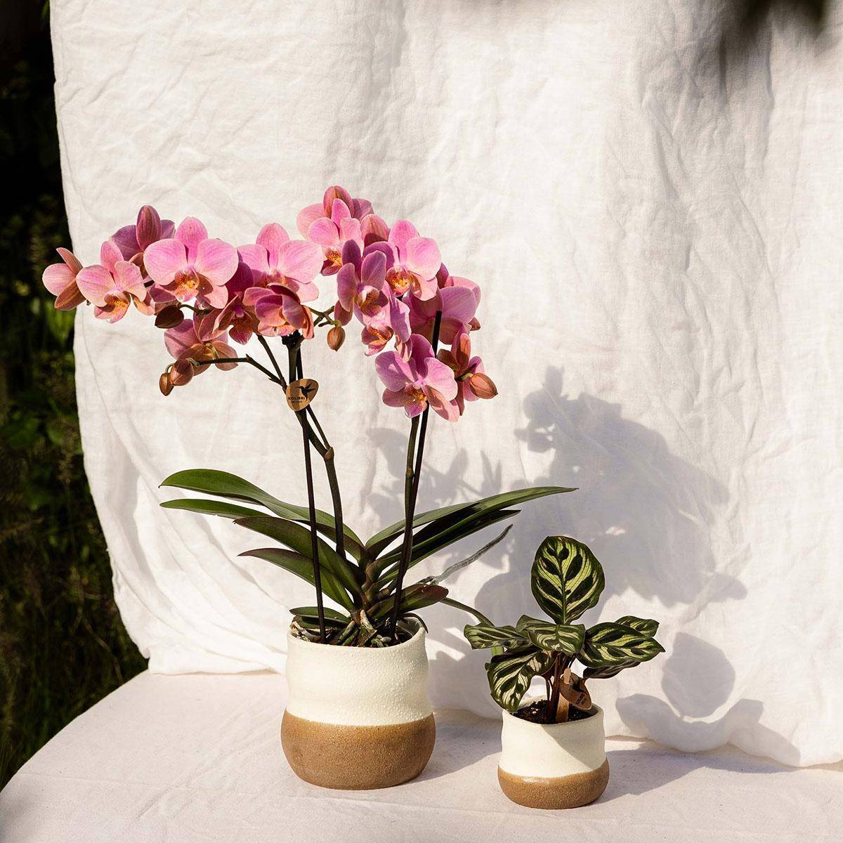 Pot Imperfect Home- La Green Touch - Imagen 4