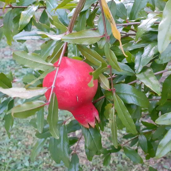 Promesse de Fleurs - Grenadier à fruits - Punica granatum Parfianka Pot de 3L/4L, Buisson