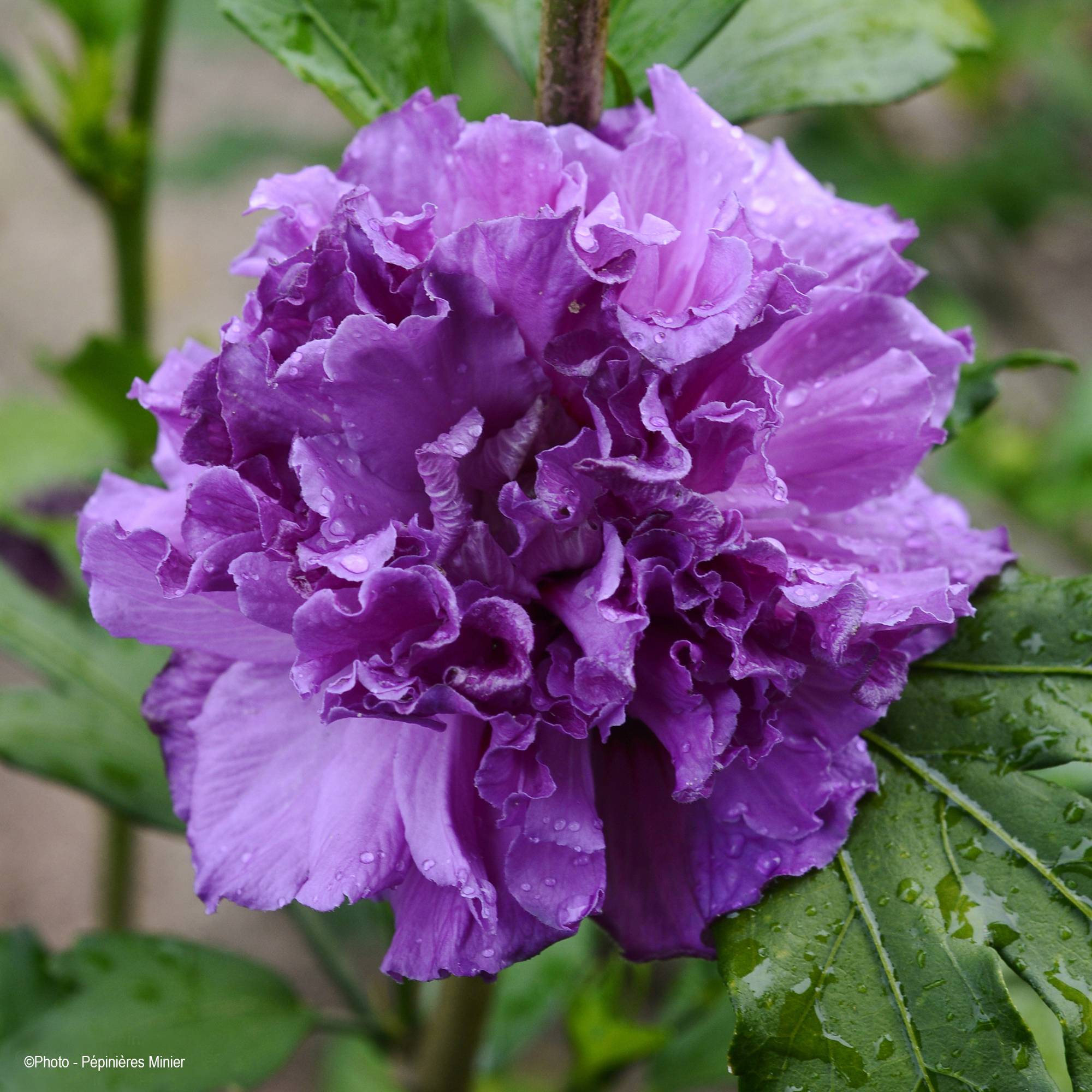 Hibiscus French Cabaret Purple - Althéa double violette Pot de 3L/4L