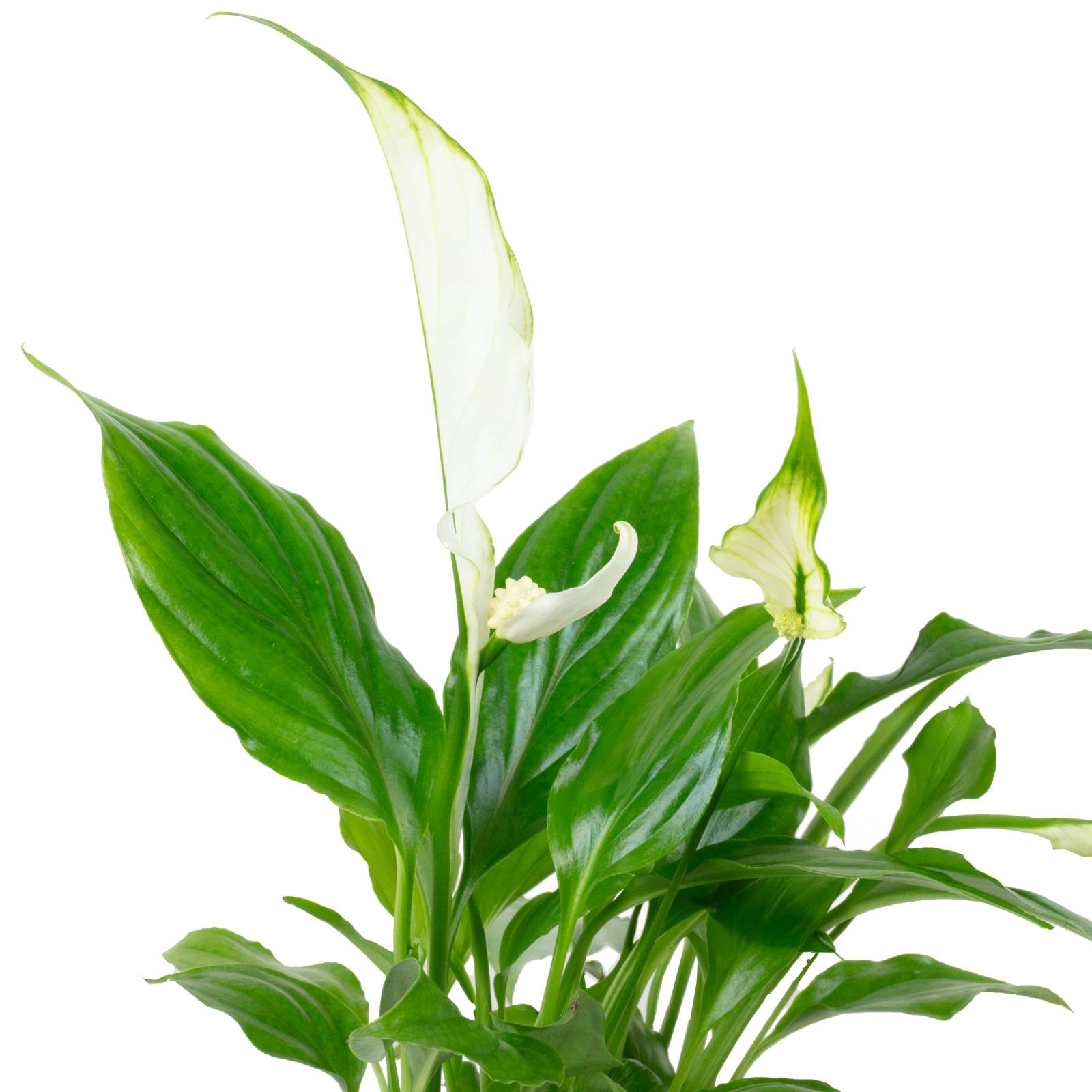 Spathiphyllum blanc - plante d'intérieur facile d'entretien, Spathiphyllum Yess - hauteur env. 15 cm, pot-Ø 6 cm - Imagen 2