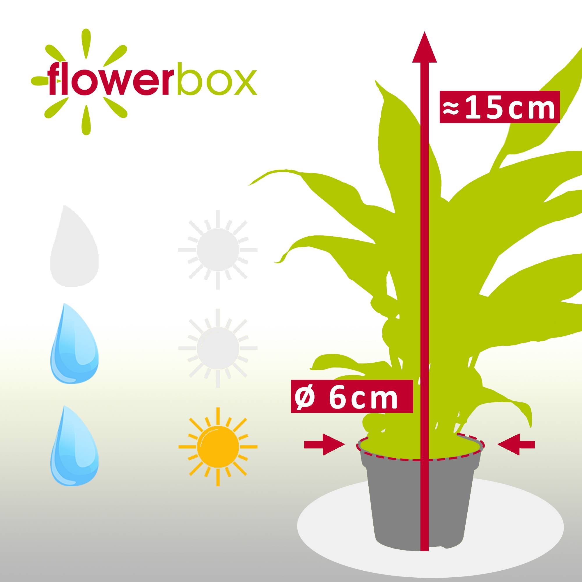Spathiphyllum blanc - plante d'intérieur facile d'entretien, Spathiphyllum Yess - hauteur env. 15 cm, pot-Ø 6 cm - Imagen 3