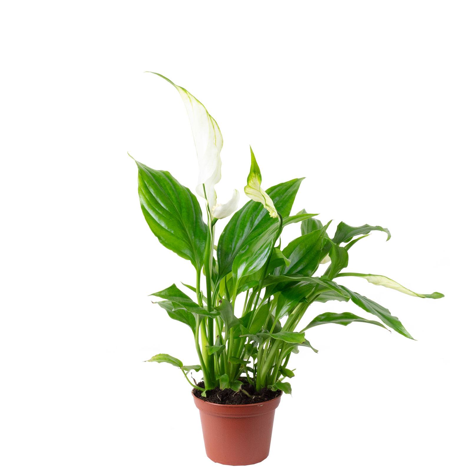 Spathiphyllum blanc - plante d'intérieur facile d'entretien, Spathiphyllum Yess - hauteur env. 15 cm, pot-Ø 6 cm - Imagen 1