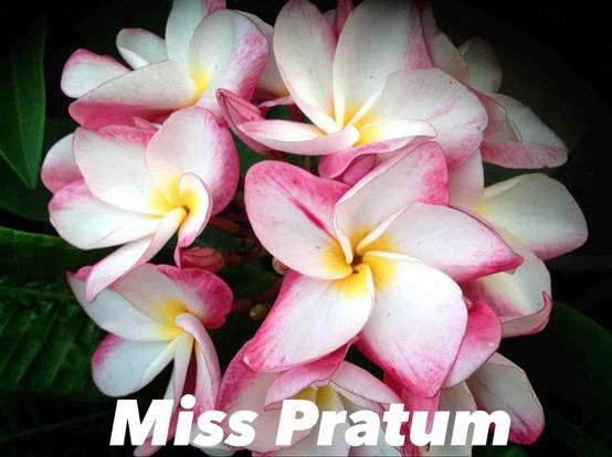 Sans Marque - Plumeria rubra "Miss Pratum" (frangipanier) Taille:Pot de 2 litres ? 20/30 cm - Couleur floraison:Tricolore
