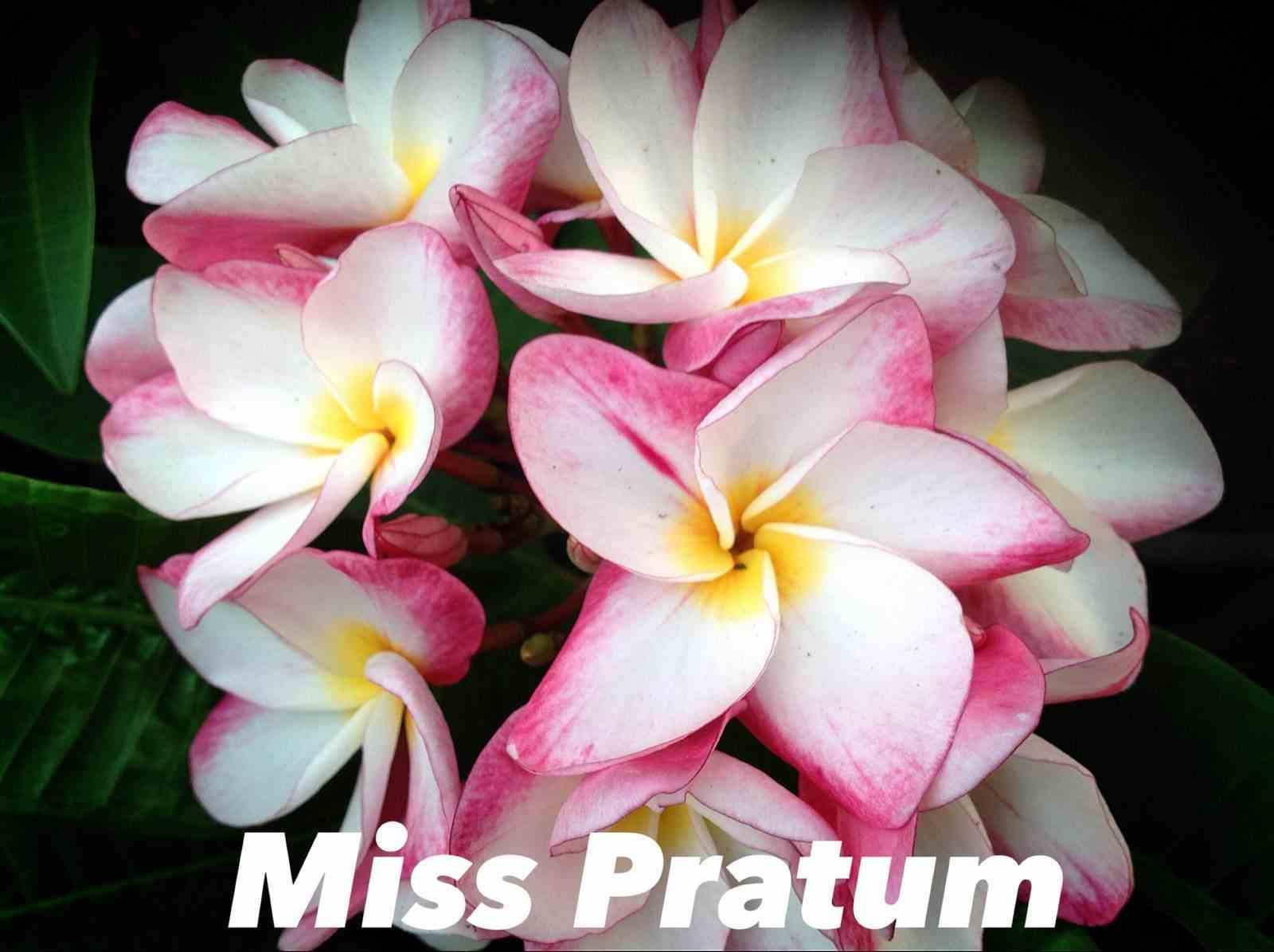 Sans Marque - Plumeria rubra "Miss Pratum" (frangipanier) Taille:Pot de 2 litres ? 20/30 cm - Couleur floraison:Tricolore
