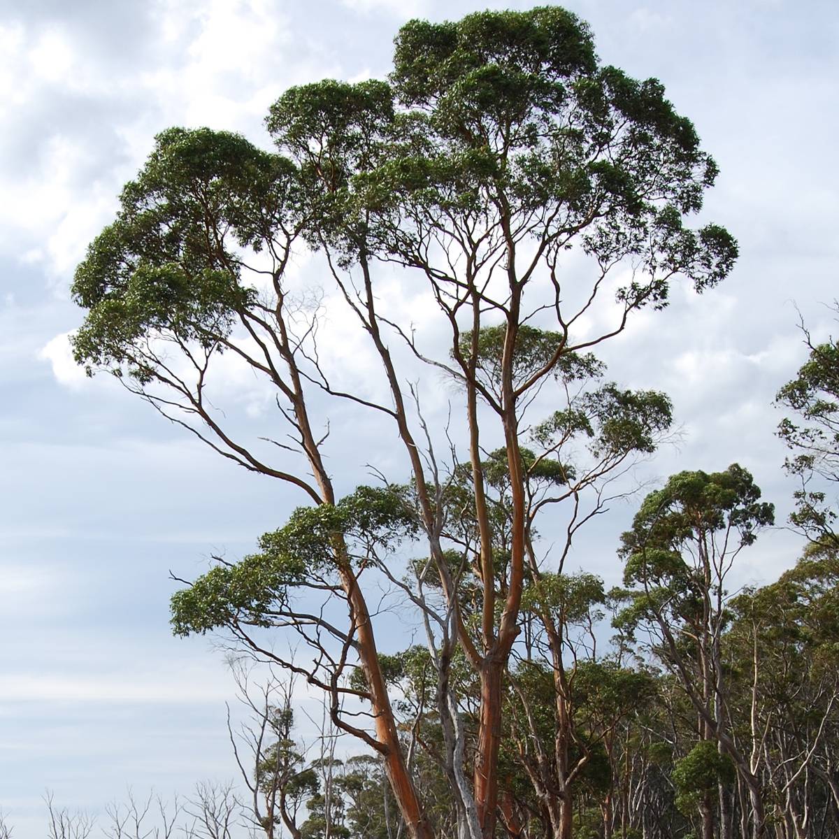 Eucalyptus rodwayi - Eucalyptus ou Gommier des marais Pot de 4L/5L, Pot anti-chignon - Image 1