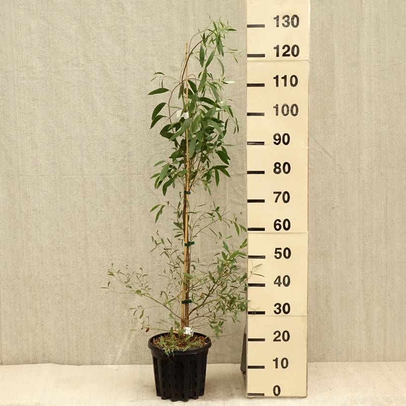 Eucalyptus rodwayi - Eucalyptus ou Gommier des marais Pot de 4L/5L, Pot anti-chignon - Image 2