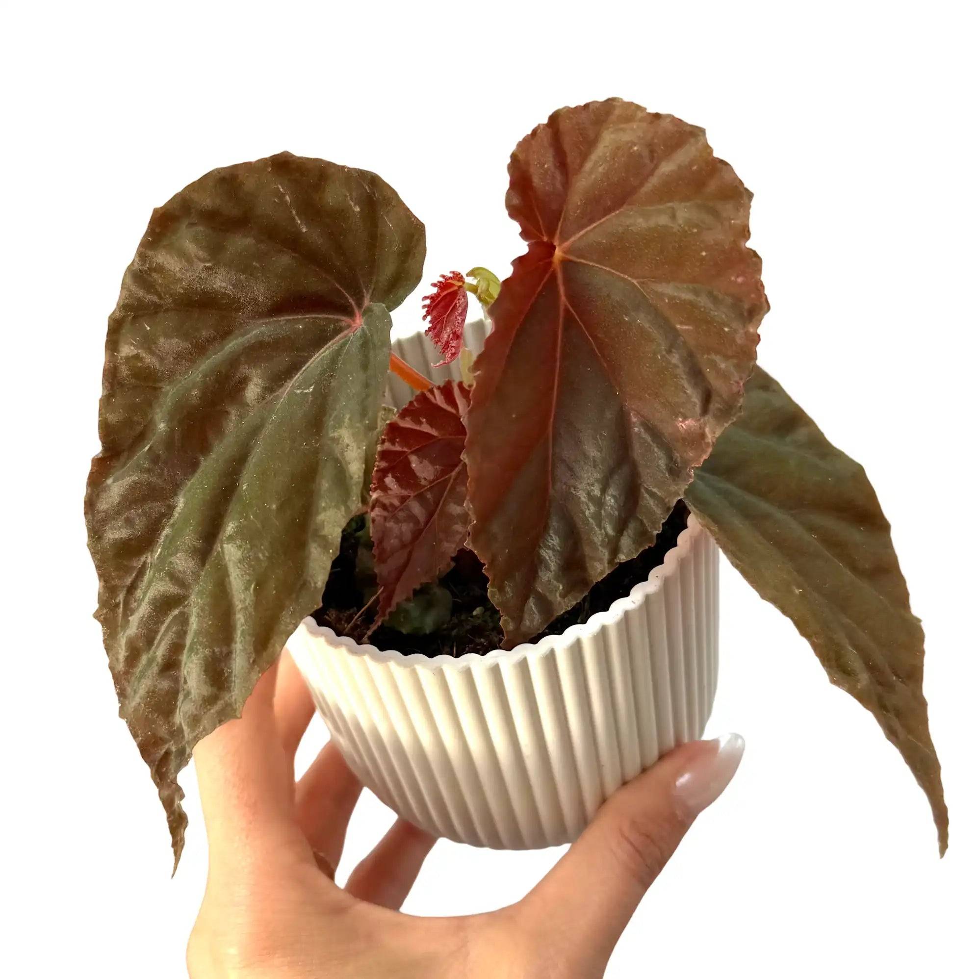 Begonia 'Black Blood' - Pot de 8cm - Plantes d'intérieur