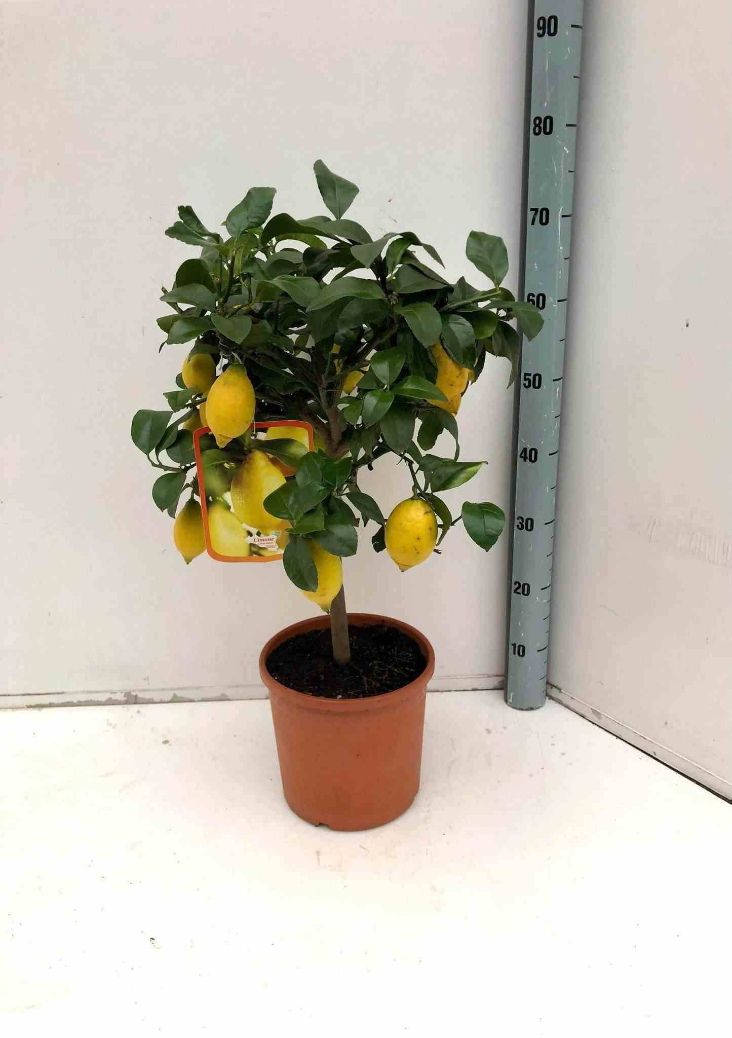 Sans Marque - Citrus limon var "Meyer"(citronnier réputé) Couleur floraison:Blanc - Taille:Pot de 4 litres - 30/50 cm - Imagen 1