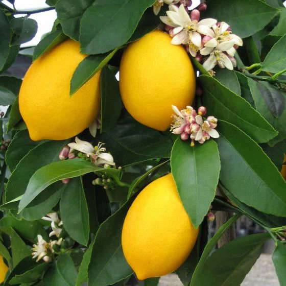 Sans Marque - Citrus limon var "Meyer"(citronnier réputé) Couleur floraison:Blanc - Taille:Pot de 4 litres - 30/50 cm - Imagen 7