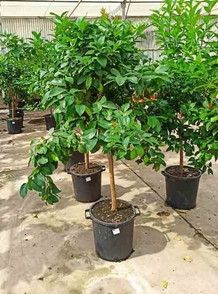 Sans Marque - Citrus limon var "Meyer"(citronnier réputé) Couleur floraison:Blanc - Taille:Pot de 4 litres - 30/50 cm - Imagen 4