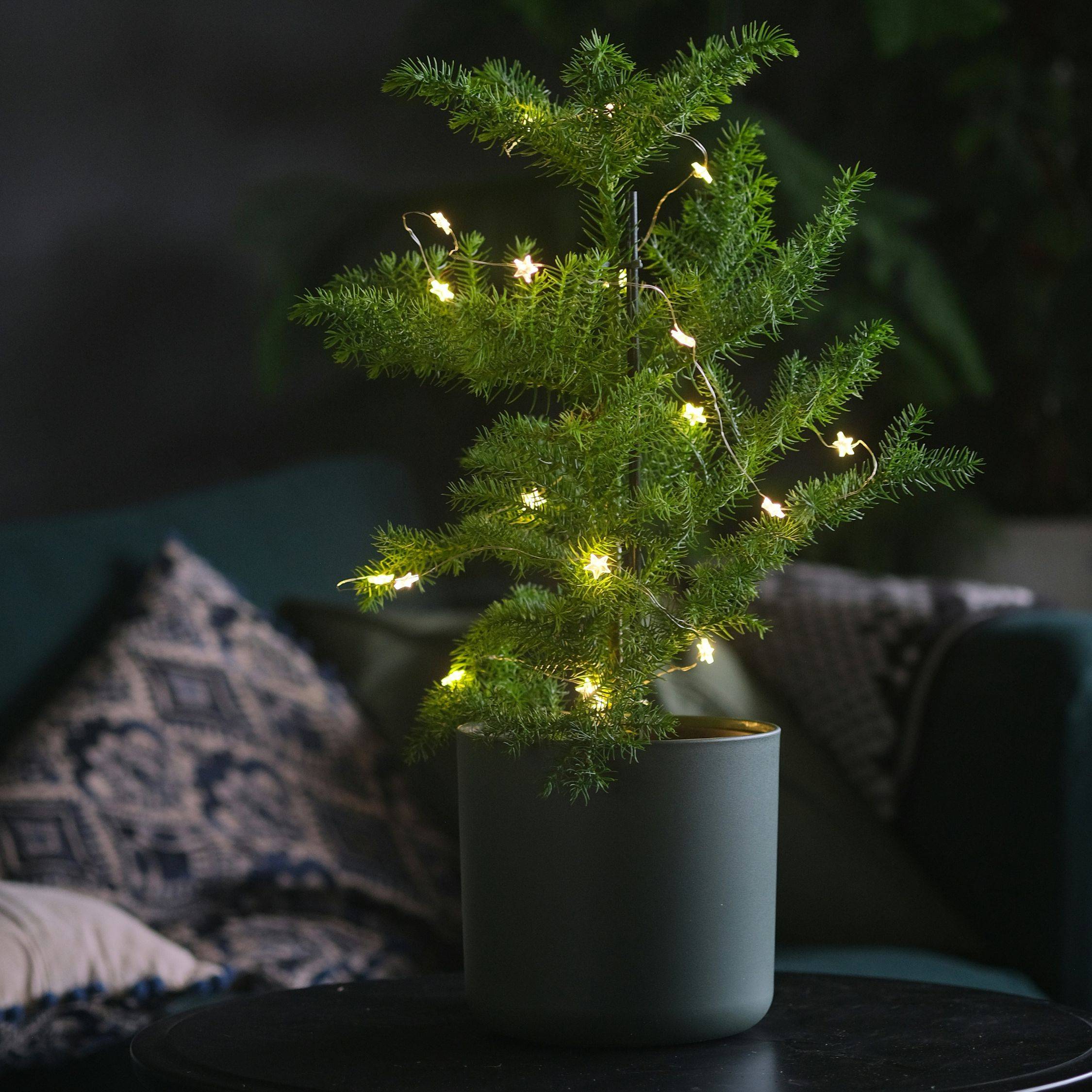 Plant In A Box - Pin de Norfolk - Araucaria heterophylla - Hauteur 70-80cm - ⌀21cm - Image 2