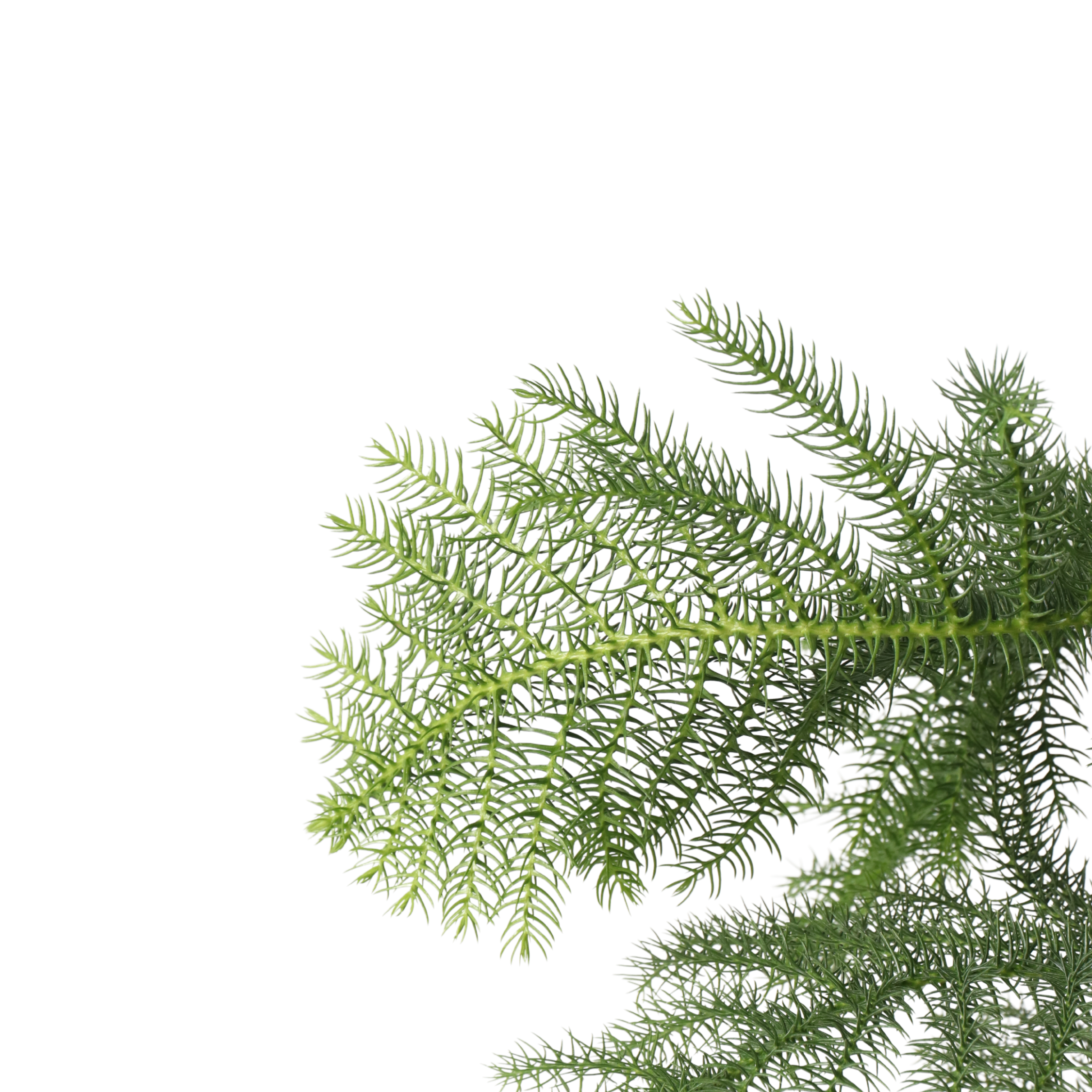 Plant In A Box - Pin de Norfolk - Araucaria heterophylla - Hauteur 70-80cm - ⌀21cm - Image 4