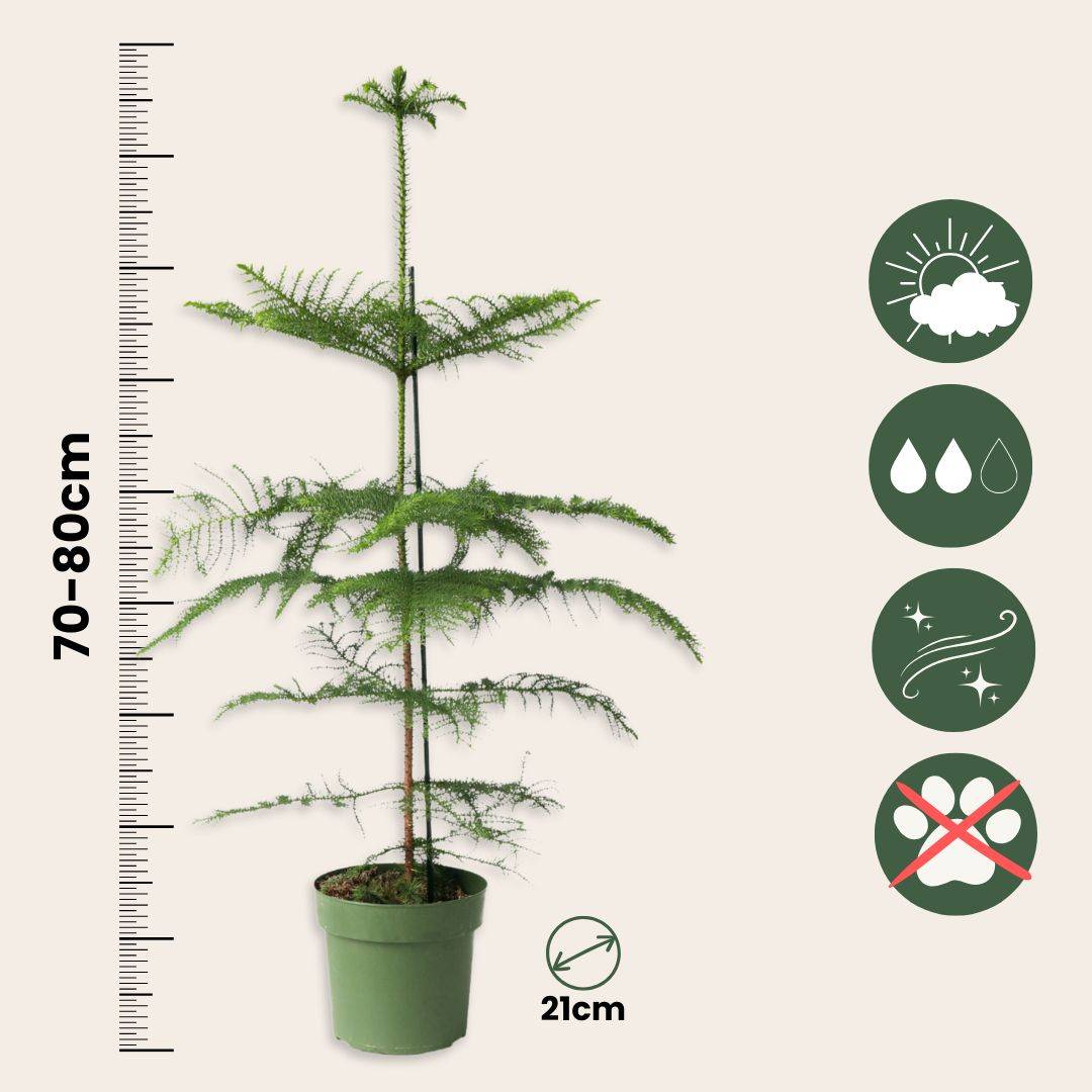 Plant In A Box - Pin de Norfolk - Araucaria heterophylla - Hauteur 70-80cm - ⌀21cm - Image 6