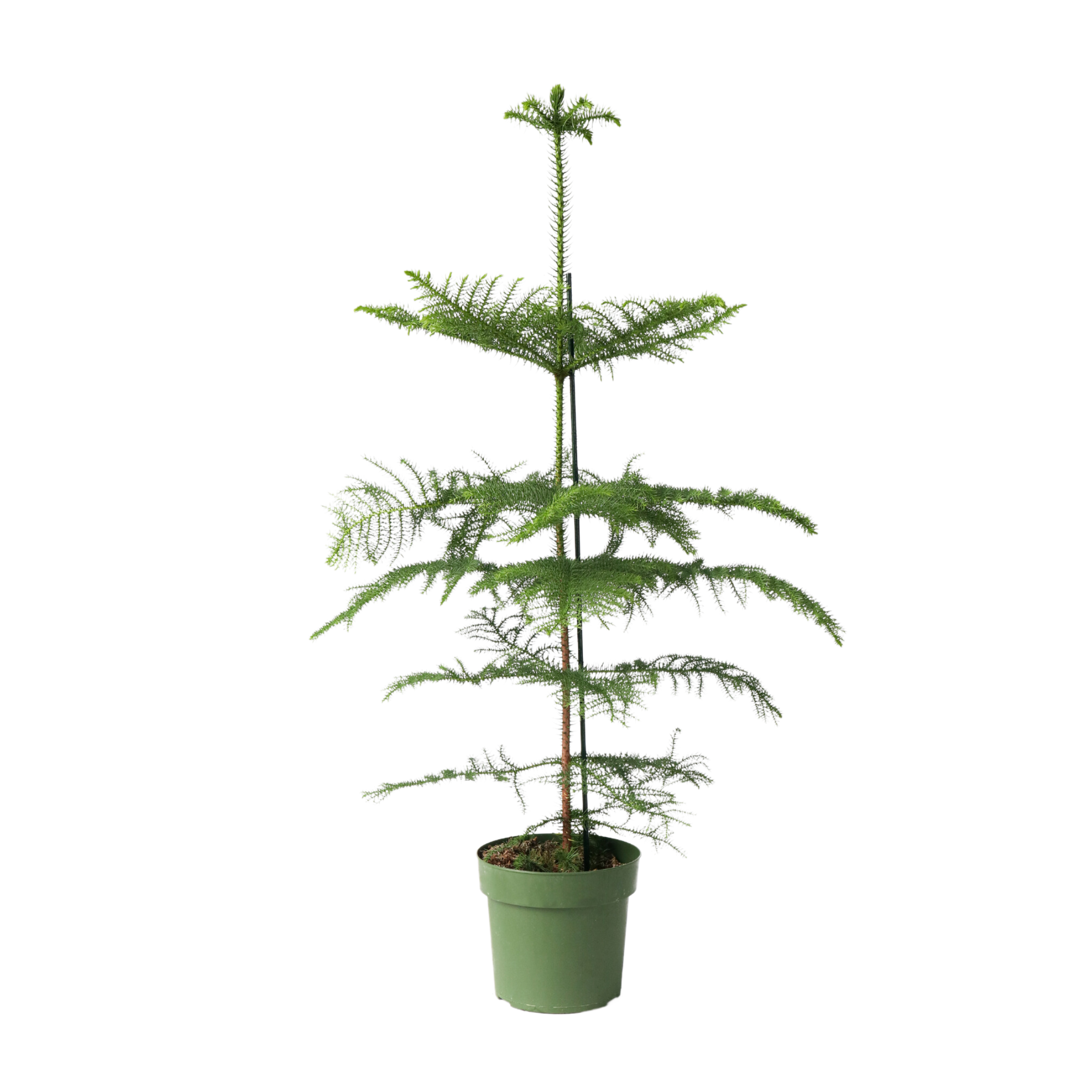 Plant In A Box - Pin de Norfolk - Araucaria heterophylla - Hauteur 70-80cm - ⌀21cm - Image 1