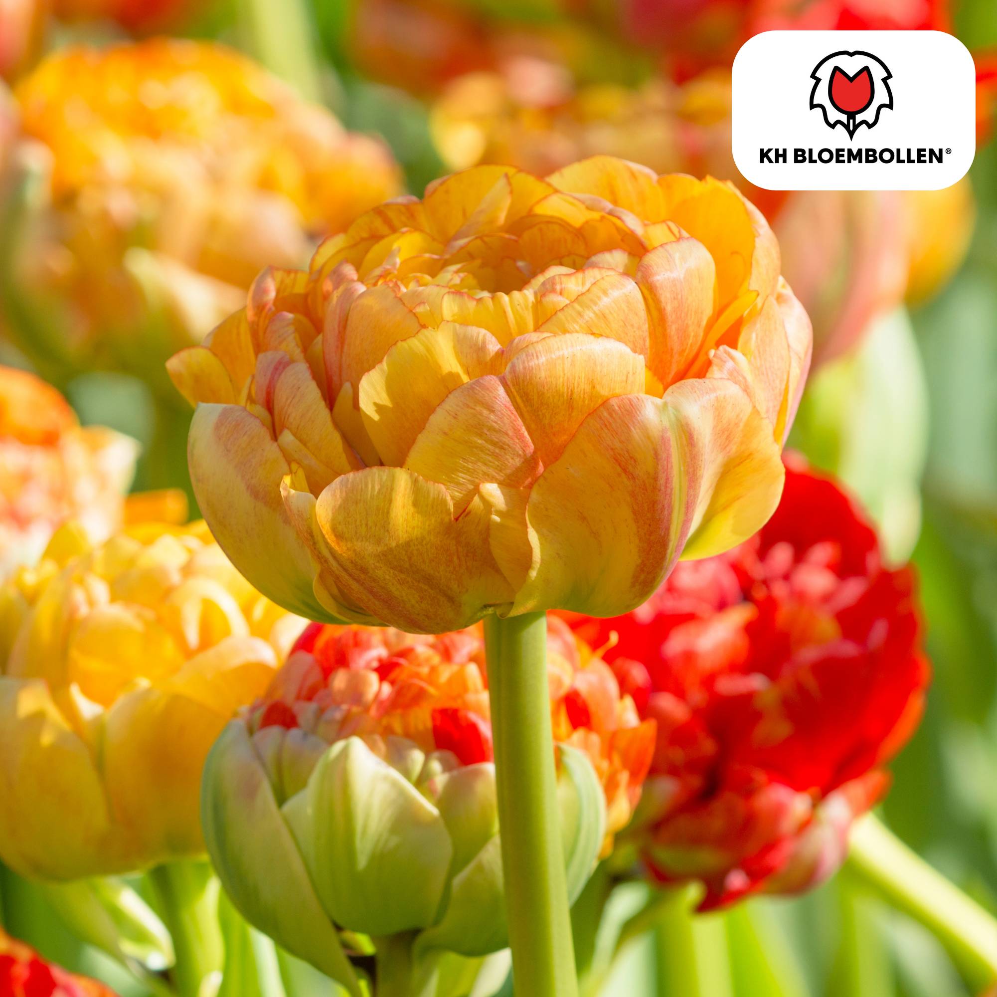 La Green Touch - Tulipe Gudoshnik Double - 20 bulbes - Image 1