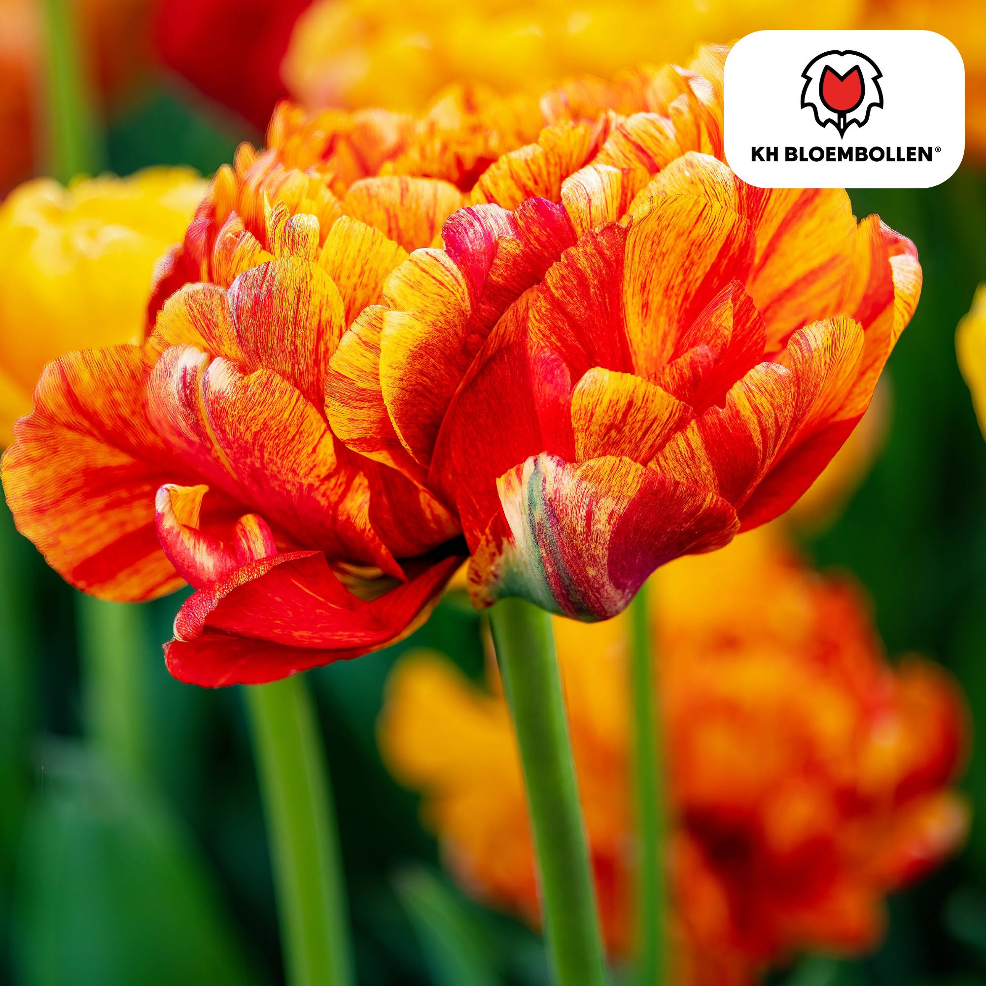 La Green Touch - Tulipe Gudoshnik Double - 20 bulbes - Image 3