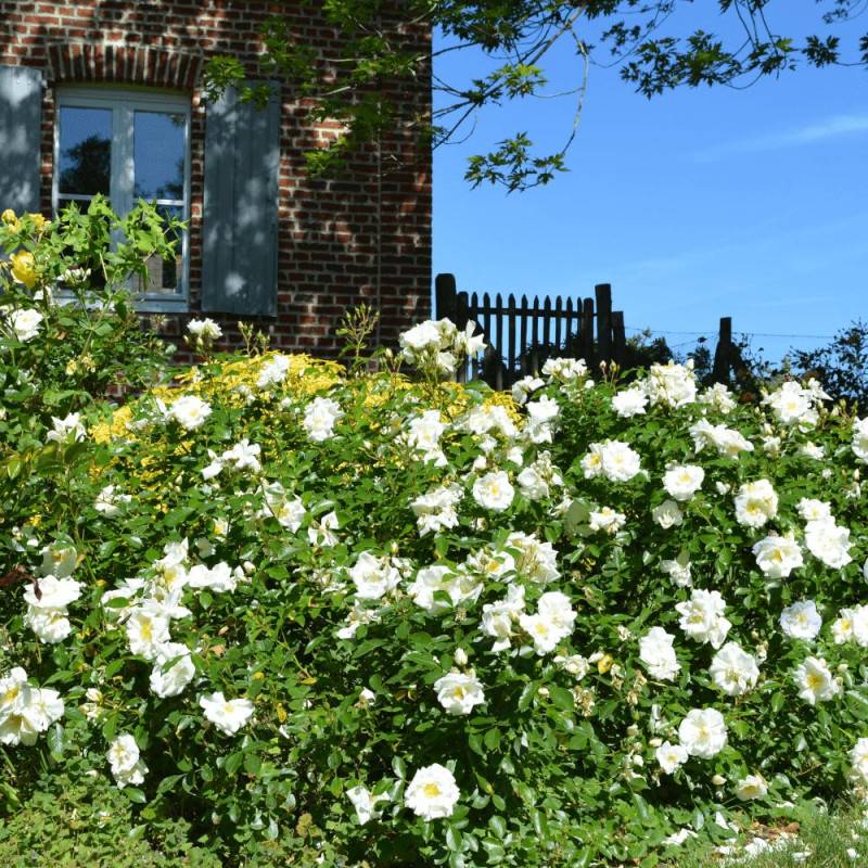 Rosier paysager Decorosier® Opalia® 'Noaschnee' à fleurs Blanche - feuillage Caduc - Pot de 5L - 40/60 cm-  hauteur à maturité De 0,50 m à 1,00 m - Imagen 3