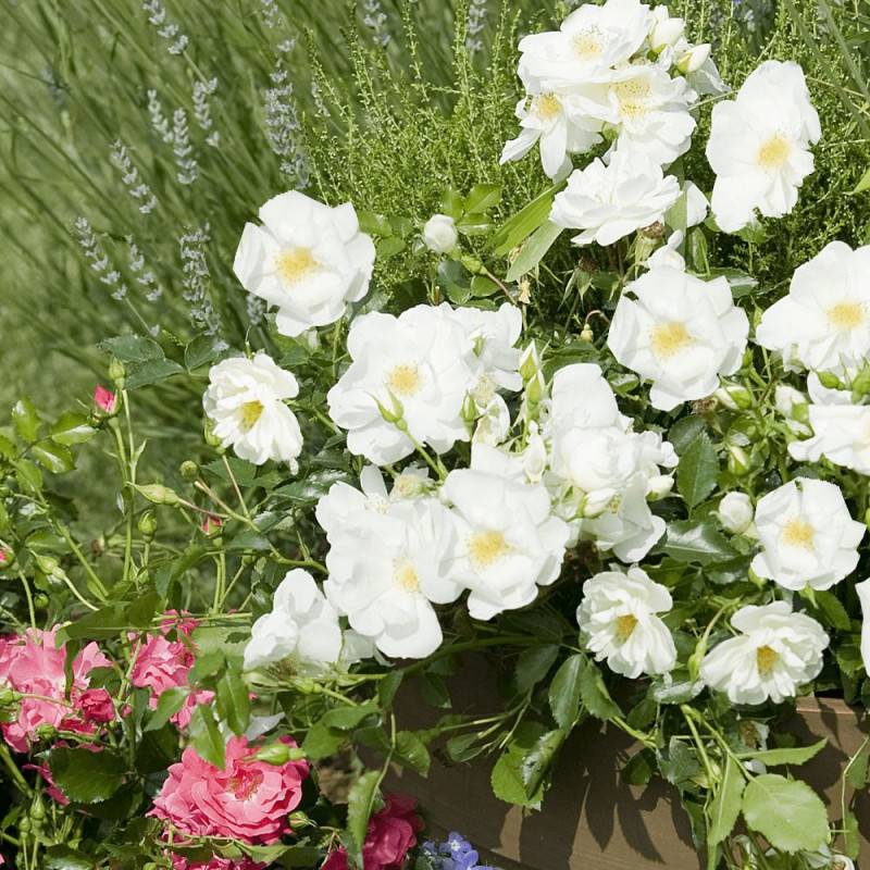Rosier paysager Decorosier® Opalia® 'Noaschnee' à fleurs Blanche - feuillage Caduc - Pot de 5L - 40/60 cm-  hauteur à maturité De 0,50 m à 1,00 m - Imagen 2