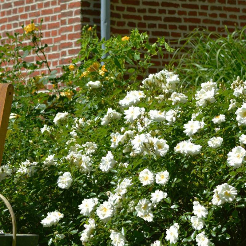 Rosier paysager Decorosier® Opalia® 'Noaschnee' à fleurs Blanche - feuillage Caduc - Pot de 5L - 40/60 cm-  hauteur à maturité De 0,50 m à 1,00 m - Imagen 1