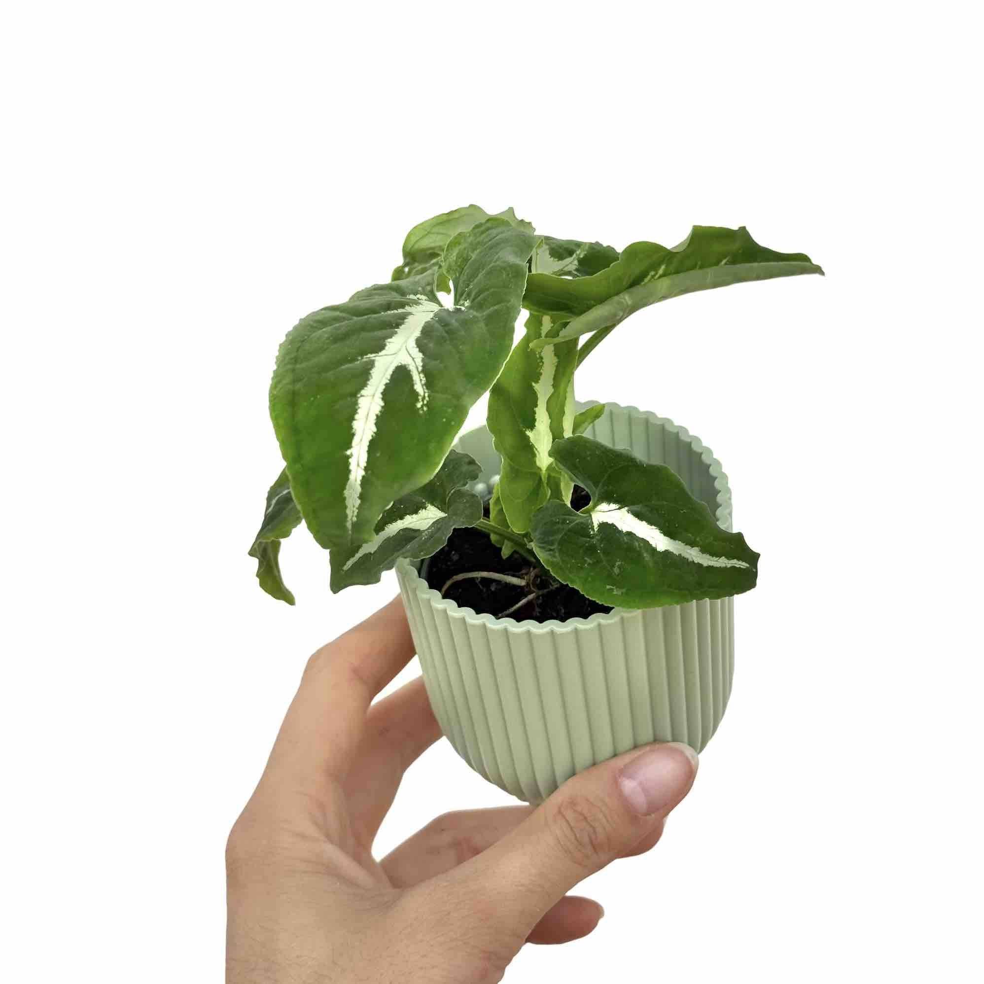 Syngonium Wendlandii - Pot de 6cm - Plantes d'intérieur