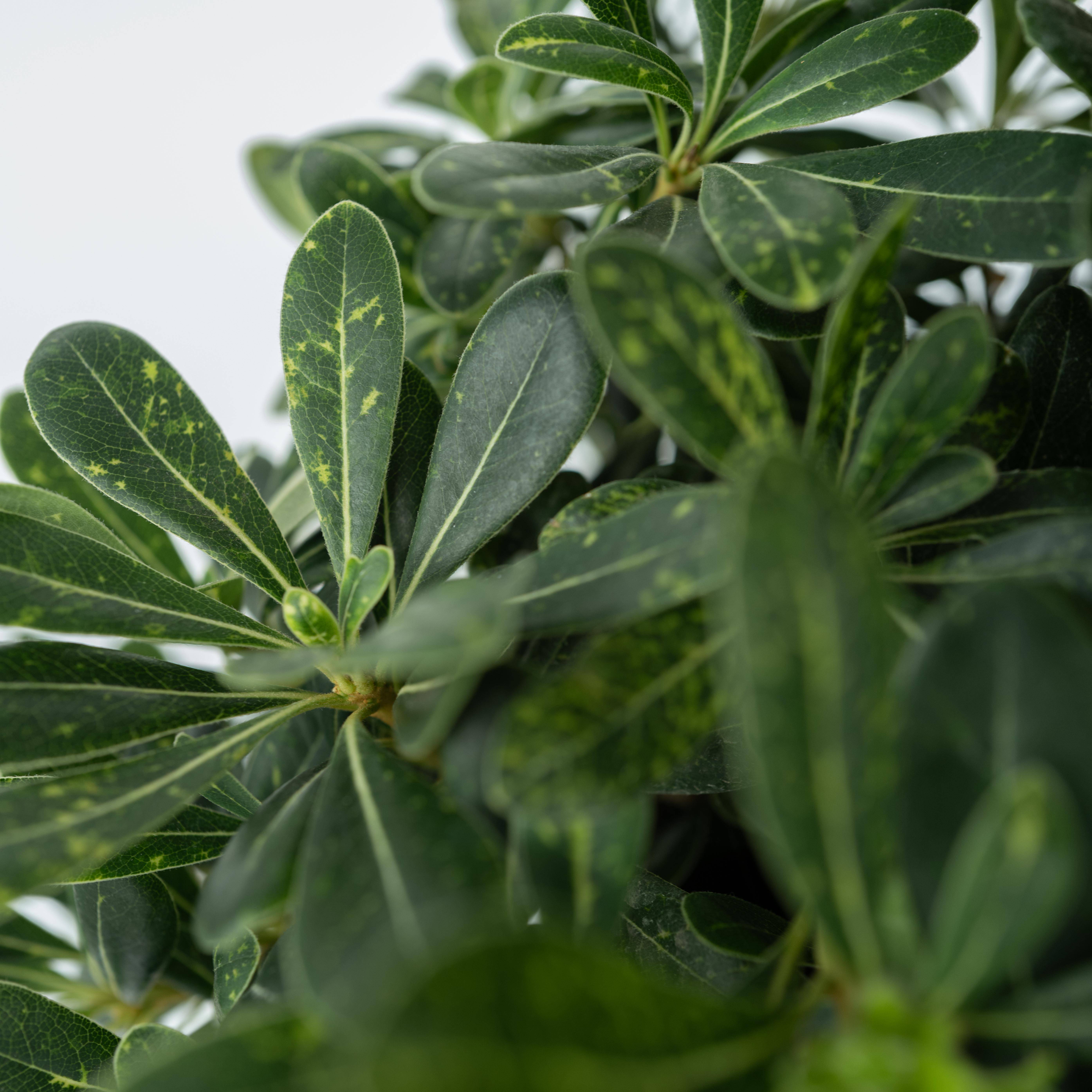 Pittospore du Japon - Pittosporum tobira nanum - Hauteur 30-40cm - ⌀19cm - Image 4