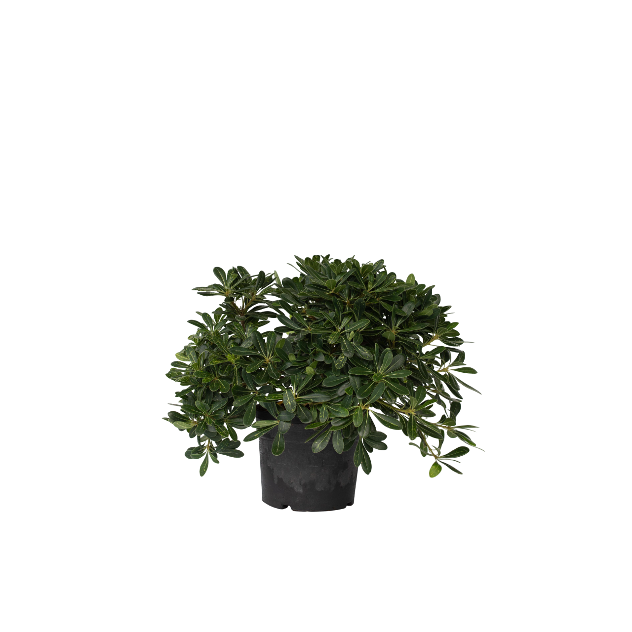 Pittospore du Japon - Pittosporum tobira nanum - Hauteur 30-40cm - ⌀19cm - Image 1
