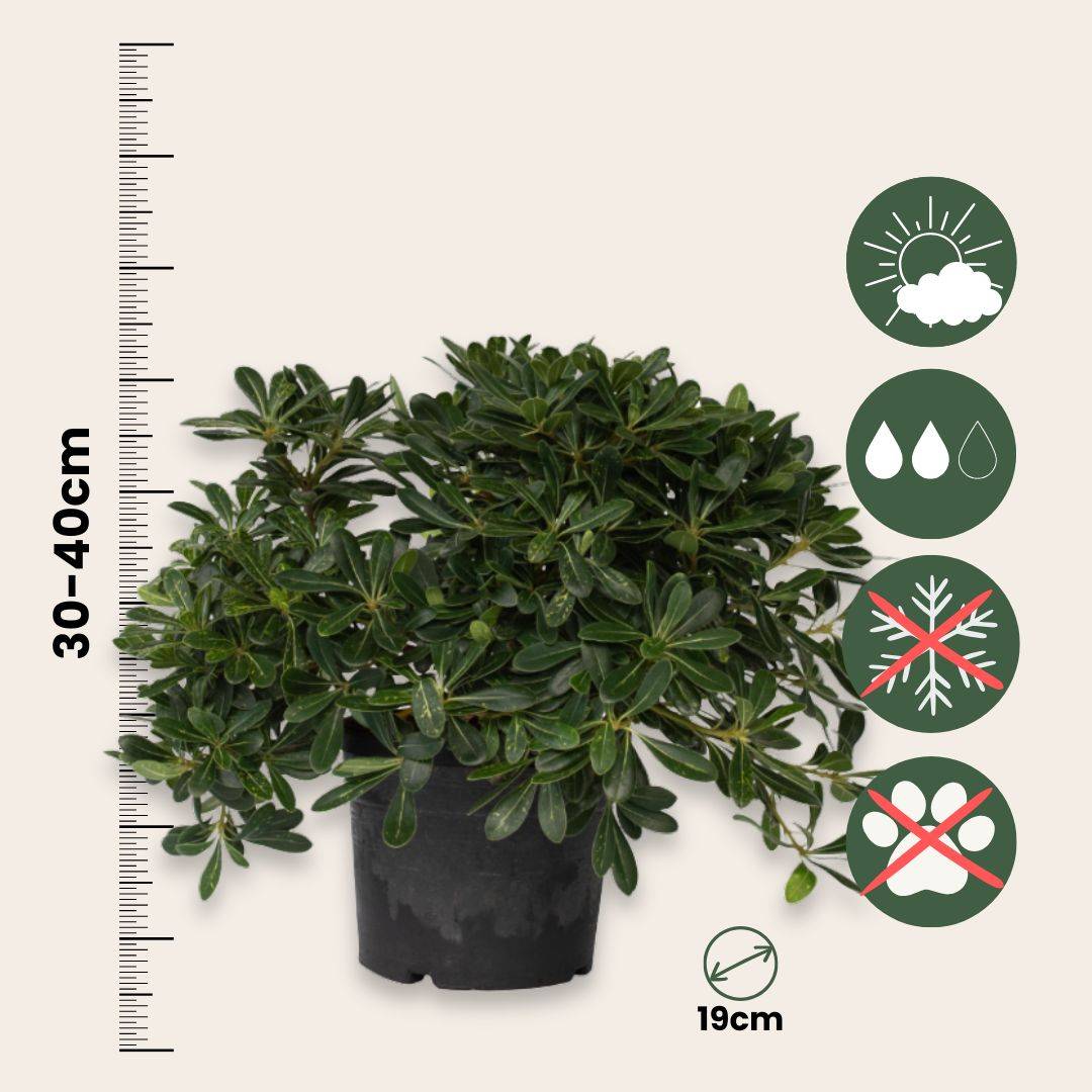 Pittospore du Japon - Pittosporum tobira nanum - Hauteur 30-40cm - ⌀19cm - Image 5