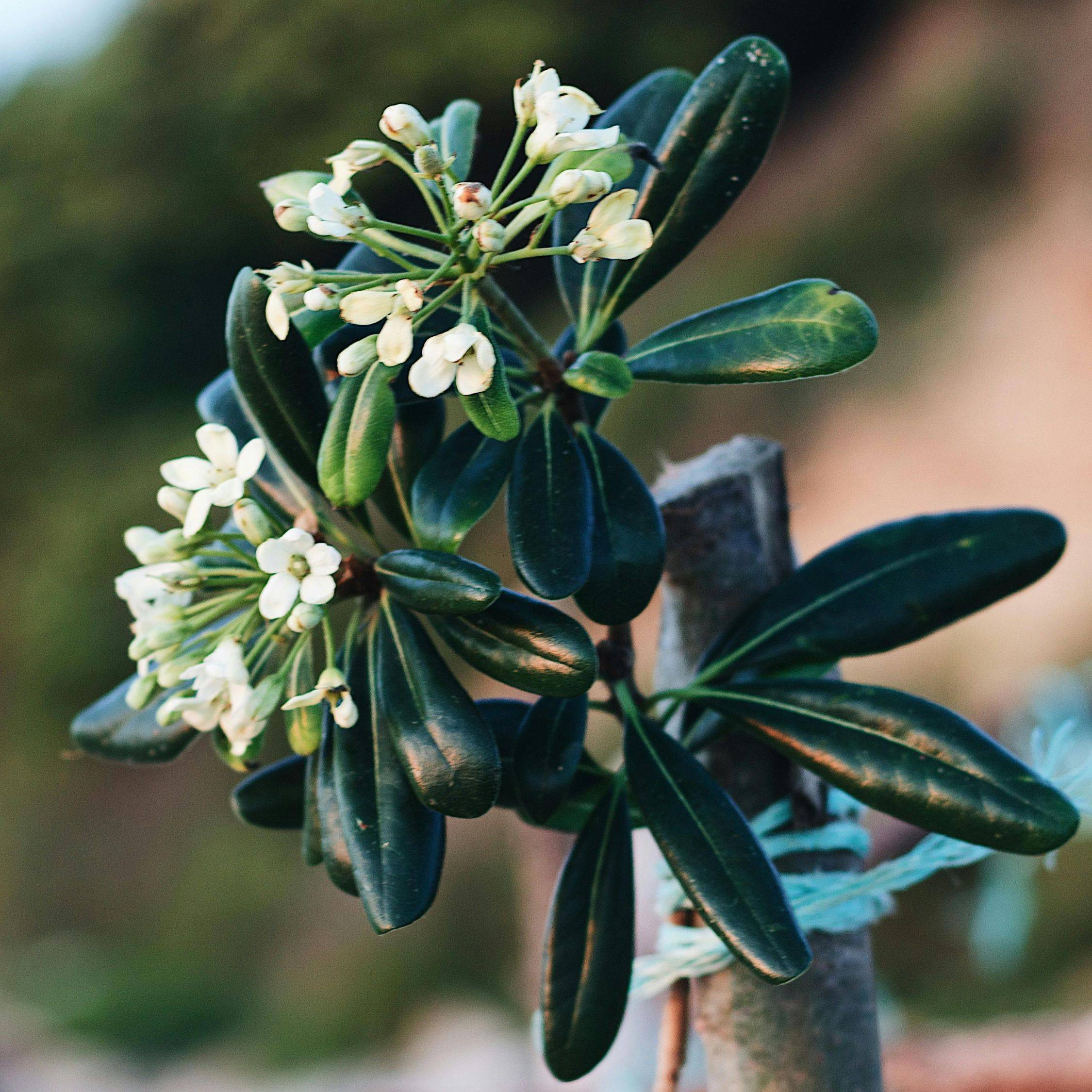 Pittospore du Japon - Pittosporum tobira nanum - Hauteur 30-40cm - ⌀19cm - Image 2