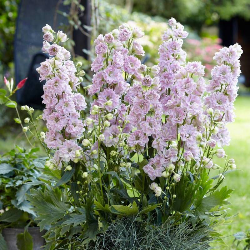Pied-d'alouette Cinderella® 'DD2011', Delphinium à fleurs Rose/ - feuillage Caduc - Godet - 5/20 cm - Imagen 1