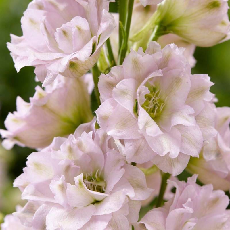 Pied-d'alouette Cinderella® 'DD2011', Delphinium à fleurs Rose/ - feuillage Caduc - Godet - 5/20 cm - Imagen 3