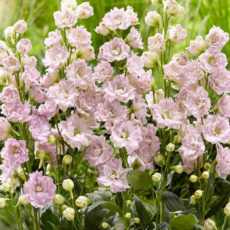 Pied-d'alouette Cinderella® 'DD2011', Delphinium à fleurs Rose/ - feuillage Caduc - Godet - 5/20 cm - Imagen 2