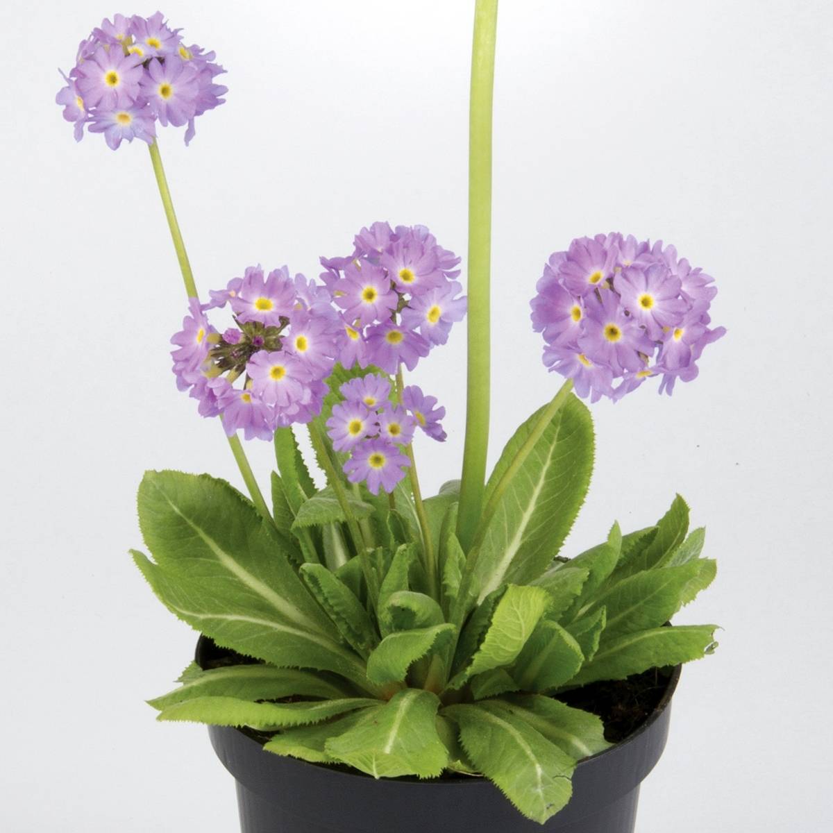 Primevère Prom Lilac - Primula denticulata Godet de 8/9 cm