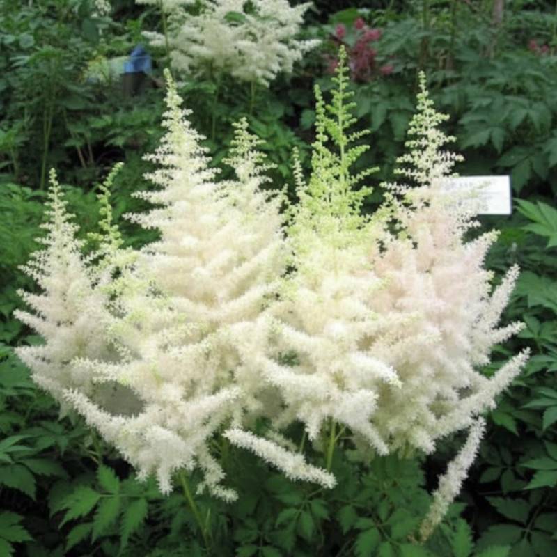 Astilbe d'Arends Weisse Gloria à fleurs Blanche/ - feuillage Caduc - Godet - 5/20 cm - Imagen 1