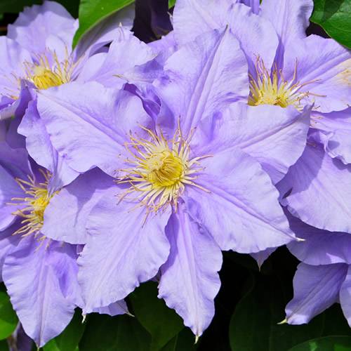 Gardenersdream - Clématite bleu-violet grande plante grimpante florifère rustique en pot - GardenersDream - Imagen 2