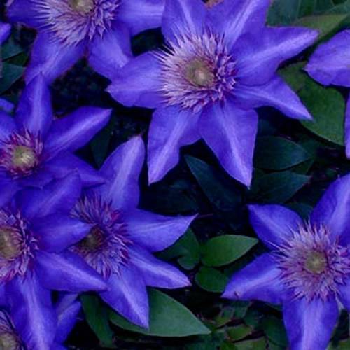Gardenersdream - Clématite bleu-violet grande plante grimpante florifère rustique en pot - GardenersDream - Imagen 4
