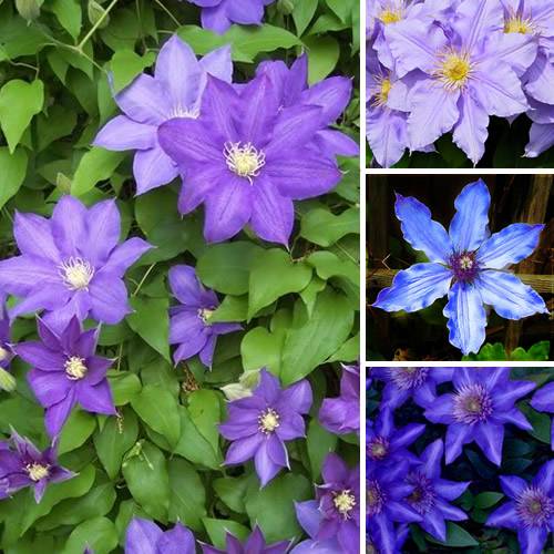 Gardenersdream - Clématite bleu-violet grande plante grimpante florifère rustique en pot - GardenersDream - Imagen 1