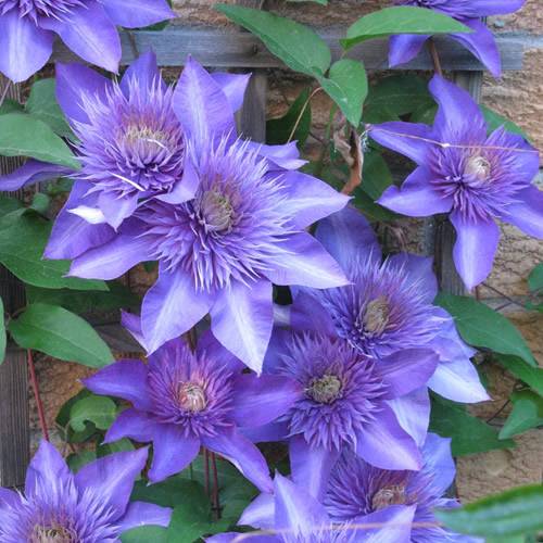 Gardenersdream - Clématite bleu-violet grande plante grimpante florifère rustique en pot - GardenersDream - Imagen 3
