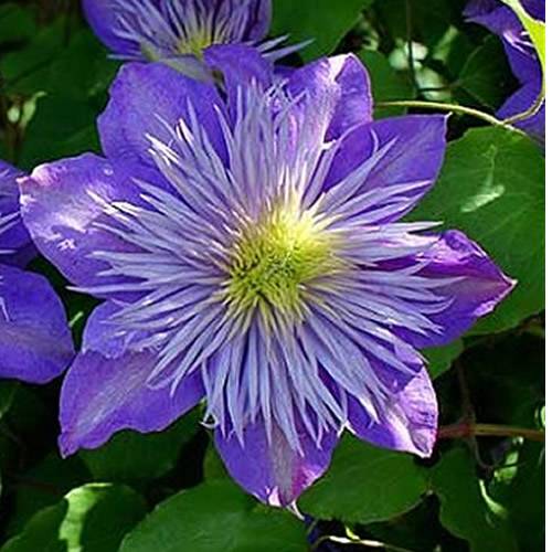 Gardenersdream - Clématite bleu-violet grande plante grimpante florifère rustique en pot - GardenersDream - Imagen 5