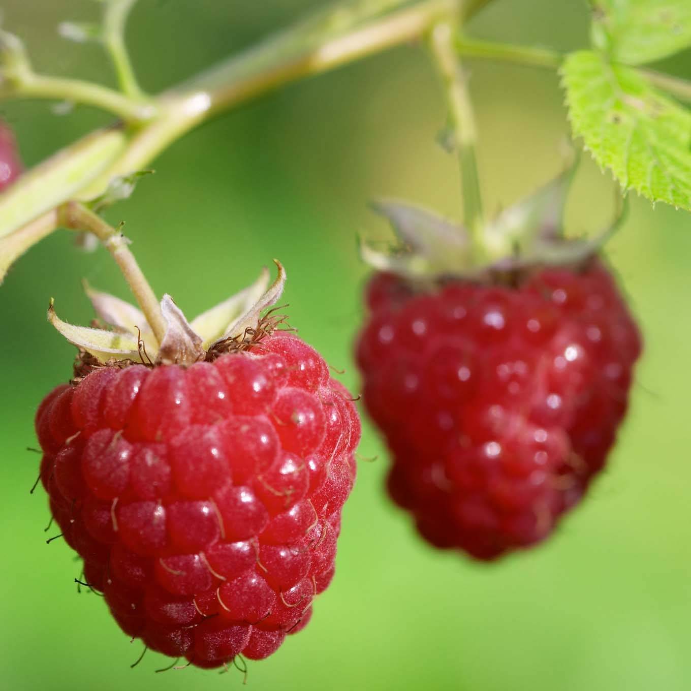 Promesse de Fleurs - Framboisier Délice de Framboise (non remontant) Bio Pot de 1,5L/2L, Touffe