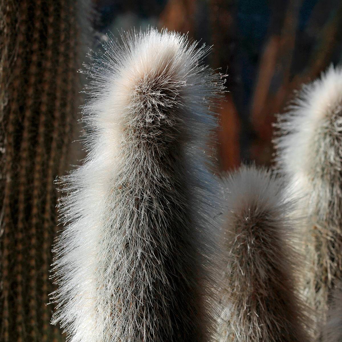 Promesse de Fleurs - Austrocephalocereus dybowskii - Cactus-cierge laineux Mini-plante