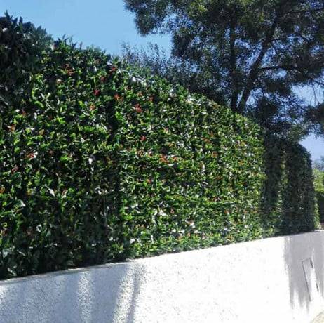 James Grass - France Green - Feuillage artificiel photinia 1m x 1m, Long 5 m - Imagen 3